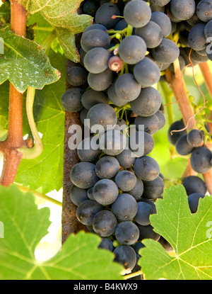 Les raisins de Syrah prêtes pour la récolte Banque D'Images