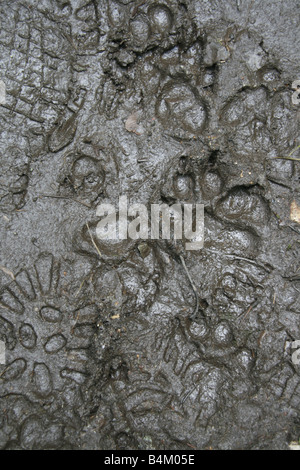 Des traces de pas dans la boue sur pied en chemin rural pays Banque D'Images