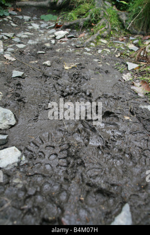 Des traces de pas dans la boue sur pied en chemin rural pays Banque D'Images