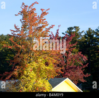 Automne couleur couleur dans les Adirondacks de l'État de New York. Banque D'Images