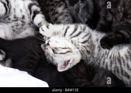 Portée de chatons Banque D'Images