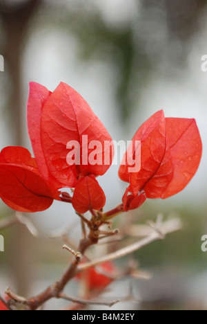 Bougainvillée (aka Trinitaria) est un genre de plantes à fleurs originaire d'Amérique du Sud du Brésil à l'ouest du Pérou et à l'Argentine Banque D'Images