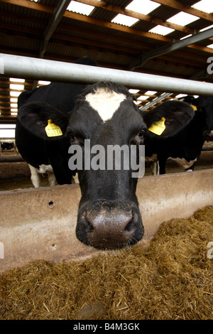 La vache laitière frison ensilage Alimentation Banque D'Images