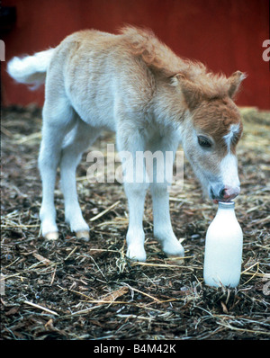 La plus petite fanfare du monde cheval seulement 14 pouces de hauteur et pèse 20 lbs avec une pinte de lait à une ferme en s tud Stoke on Trent Juin 1986 animal animaux chevaux jeunes minuscule petite miniature Banque D'Images