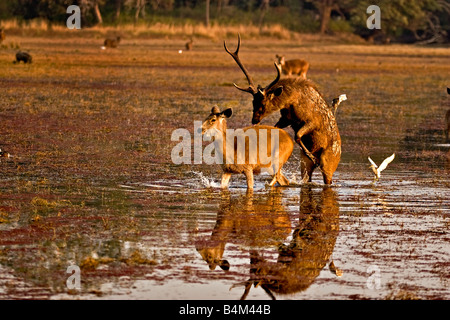 Cerfs Sambar, Cervus unicolor, l'accouplement dans l'azolla couverts eaux d'un lac dans la réserve de tigres de Ranthambore Banque D'Images