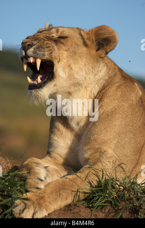 Femme lion snarling, Masai Mara, Kenya, Afrique de l'Est Banque D'Images