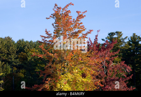 Automne couleur couleur dans les Adirondacks de l'État de New York. Banque D'Images