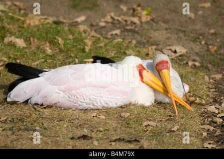 Yellowbilled - Stork Mycteria ibis Banque D'Images