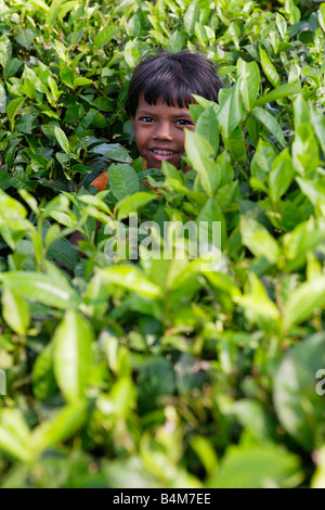 L'Inde, le Sikkim. L'Inde Jeune fille aidant à prendre le thé dans les plantations de thé de Darjeeling Banque D'Images