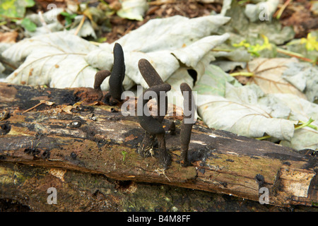 Noirou champignons trouvés en forêt de Dorset, Angleterre, Royaume-Uni. Banque D'Images