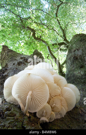 Les champignons en porcelaine 'Oudemansiella mucida' trouvé dans un bois près de la ville de Dorchester, dans le Dorset County England UK Banque D'Images