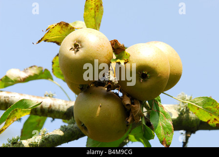 Prêt pour la cueillette des pommes dans un verger sur le National Trust Estate Killerton près d'Exeter dans le Devon Banque D'Images