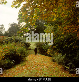 UK Angleterre Cheshire Ashton Heyes House man walking dog dans grand jardin privé en automne Banque D'Images