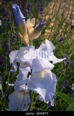 RHS Chelsea Flower Show 2008 ; Iris dans les 'plus grande pièce de la maison' Garden (Talbot House) Banque D'Images