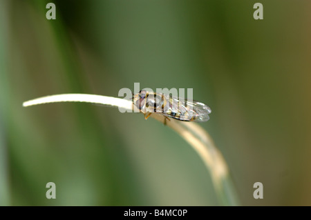 Un bourdon voler assis sur un brin d'herbe Banque D'Images