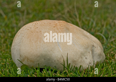 Close up photo d'un champignon vesse-de-géant sur une plage sur la péninsule de Gower Galles du Sud Banque D'Images