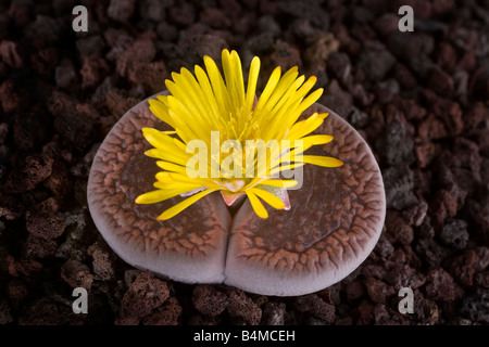 Une pierre de floraison (Lithops aucampiae). Plante caillou (Lithops aucampiae) en fleur. Banque D'Images