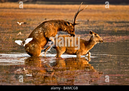 Cerfs Sambar, Cervus unicolor, l'accouplement dans l'azolla couverts eaux d'un lac dans la réserve de tigres de Ranthambore Banque D'Images