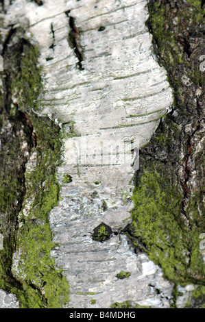 L'écorce d'un bouleau pleureur de Young tree Banque D'Images