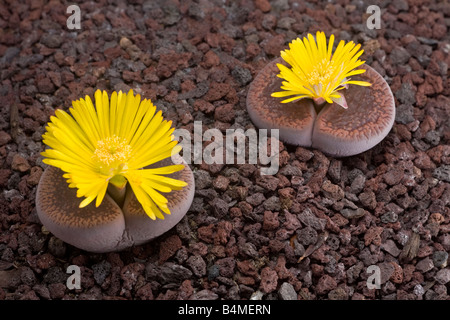La floraison des pierres (Lithops aucampiae). Plantes caillou (Lithops aucampiae) en fleur. Banque D'Images