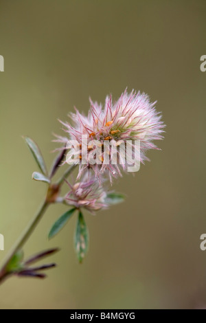 Haresfoot clover Trifolium arvense Banque D'Images