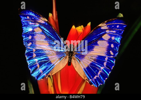 Morpho bleu, Morpho Cypris (Morpho cypris) sur les fleurs Banque D'Images