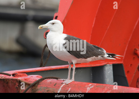 Larus marinus Goéland marin bird Banque D'Images