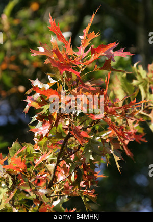 Northern Red Oak, Quercus rubra syn. Quercus borealis Fagaceae Banque D'Images