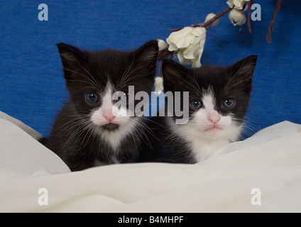 Chatons noir et blanc avec voile blanc sur fond bleu et blanc fleur Banque D'Images