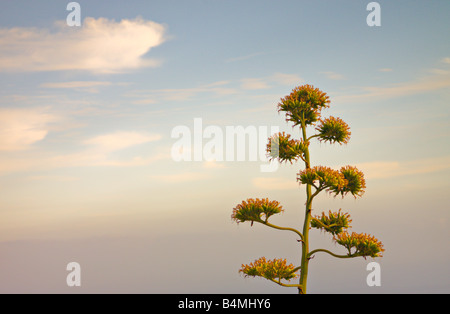 Agave americana, le Century Plant, Gomera Banque D'Images