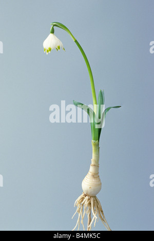 Flocon de neige de printemps Leucojum vernum) (plante à fleurs avec ampoule et rootsn studio photo Banque D'Images