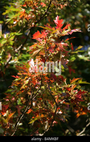 Northern Red Oak, Quercus rubra syn. Quercus borealis Fagaceae Banque D'Images