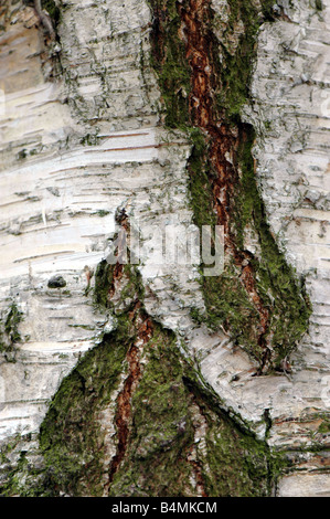 L'écorce d'un bouleau pleureur de Young tree Banque D'Images