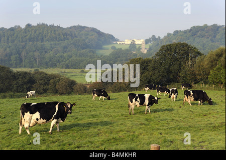 Le pâturage des vaches en début de matinée à Swimbridge, près de Barnstaple, Devon, avec en arrière-plan Tawstock Banque D'Images