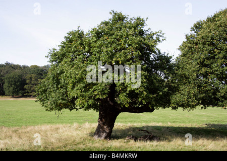 Pays Paysage avec de vieux chêne. Ou pédonculé Quercus robur, chêne anglais, Fagaceae Banque D'Images