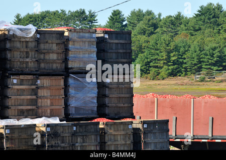 Des caisses en bois rouge mûre fraîchement récolté les canneberges avec camion plein de baies au-delà Banque D'Images