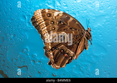 La recherche en nanotechnologie en ailes de papillons morpho genre montre des changements de couleur selon les conditions atmosphériques Banque D'Images