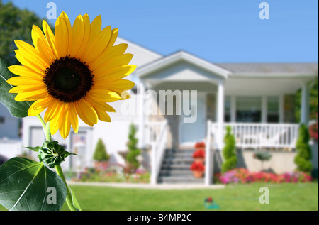 Tournesol lumineux en face d'une maison de campagne Banque D'Images