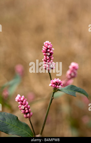 Chevalier arlequin Persicaria maculosa Banque D'Images