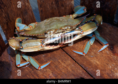 Crabes bleus de la baie de Chesapeake Callinectis sapidus une délicatesse lorsque cuit à la vapeur dans le Maryland Banque D'Images