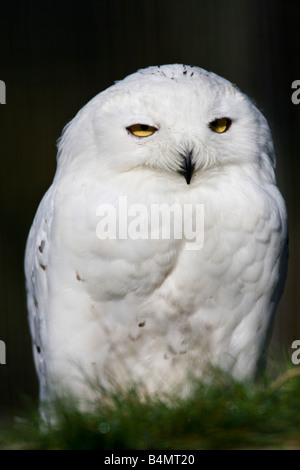 Harfang des neiges mâle - Bubo scandiaca - dans l'Est du Groenland Banque D'Images