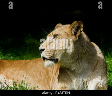 La lionne se trouve la détente au soleil tandis que pour toujours à l'affût à Knowsley Safari Park Banque D'Images