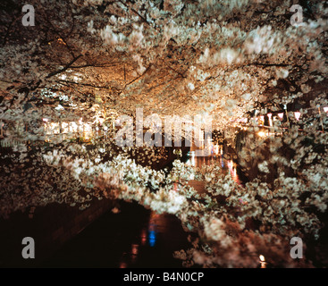 Cerisiers le long de la rivière Meguro dans la nuit Banque D'Images