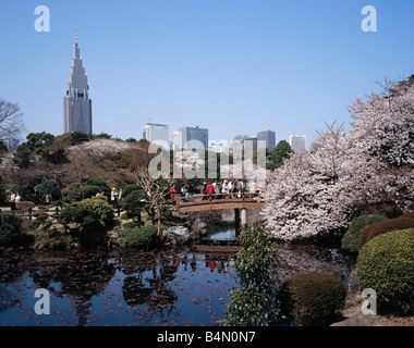 Cerisiers à l'intérieur du parc Shinjuku Gyoen avec le NTT DoCoMo Yoyogi Building et les toits de Shinjuku Banque D'Images