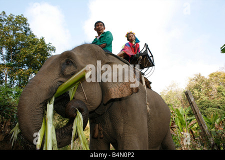 Deux membres de l'Baidjan groupe sur un éléphant manger les feuilles d'environ 300 réfugiés birmans en Thaïlande sont membres de communautés indigènes Longnecks groupe connu sous le nom de la plus grande des trois villages où l'Longnecks live est appelé Nai Soi situé près de la ville de Mae Hong Son Longnecks porter des bagues métalliques sur le cou qui poussent la clavicule et étendre le cou Ils sont une attraction touristique touristes visitent Nai Soi pour prendre des photos de l'Longnecks et acheter leur artisanat Les villages sont critiqués par les organisations des droits de l'homme comme les zoos Banque D'Images