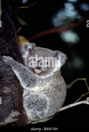 Koala Mère avec bébé sur le dos Banque D'Images