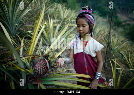 Une jeune fille Top Longneck examine le mûrissement de l'ananas près de son village d'environ 300 réfugiés birmans en Thaïlande sont membres de communautés indigènes Longnecks groupe connu sous le nom de la plus grande des trois villages où l'Longnecks live est appelé Nai Soi situé près de la ville de Mae Hong Son Longnecks porter des bagues métalliques sur le cou qui poussent la clavicule et étendre le cou Ils sont une attraction touristique touristes visitent Nai Soi pour prendre des photos de l'Longnecks et acheter leur artisanat Les villages sont critiqués par les organisations des droits de l'homme comme les zoos Banque D'Images