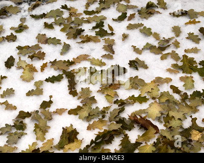 Chêne blanc (Quercus alba) feuilles éparpillées sur la neige. Banque D'Images