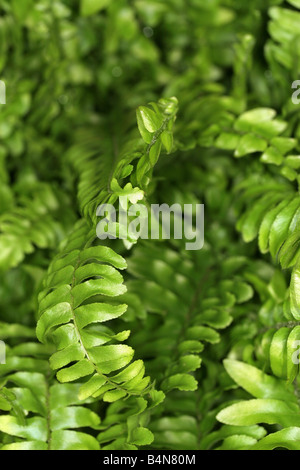 Close-up shot of green foliage Banque D'Images