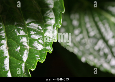 Close-up shot de feuilles vertes Banque D'Images